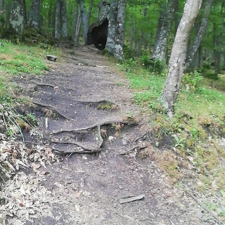 El castañar de El Tiemblo, en Ávila.
