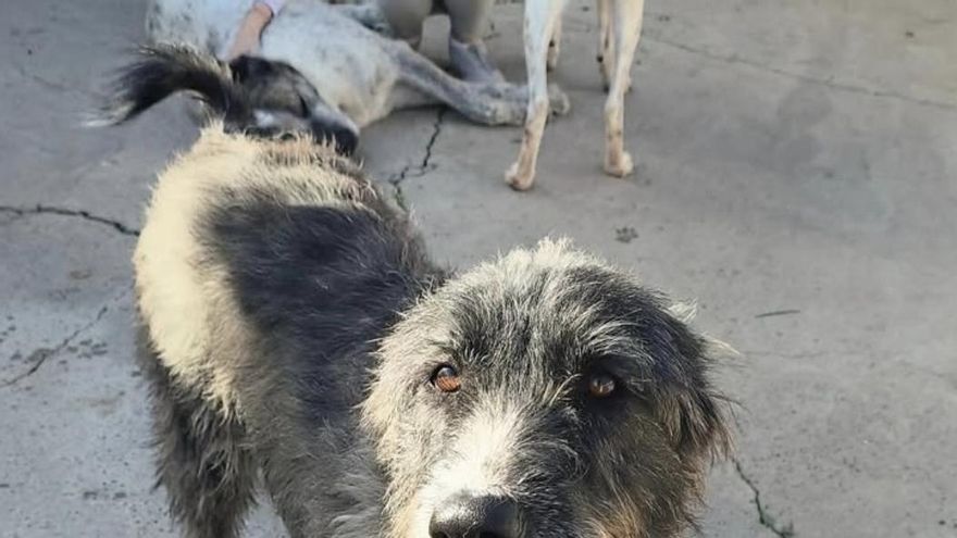 Coral, la perrita que fue tratada como un “producto” y que espera una familia: “No queremos que crezca en una jaula”