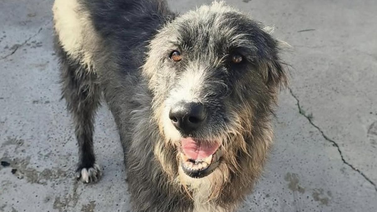 Coral, una hembra de galgo inglés en adopción