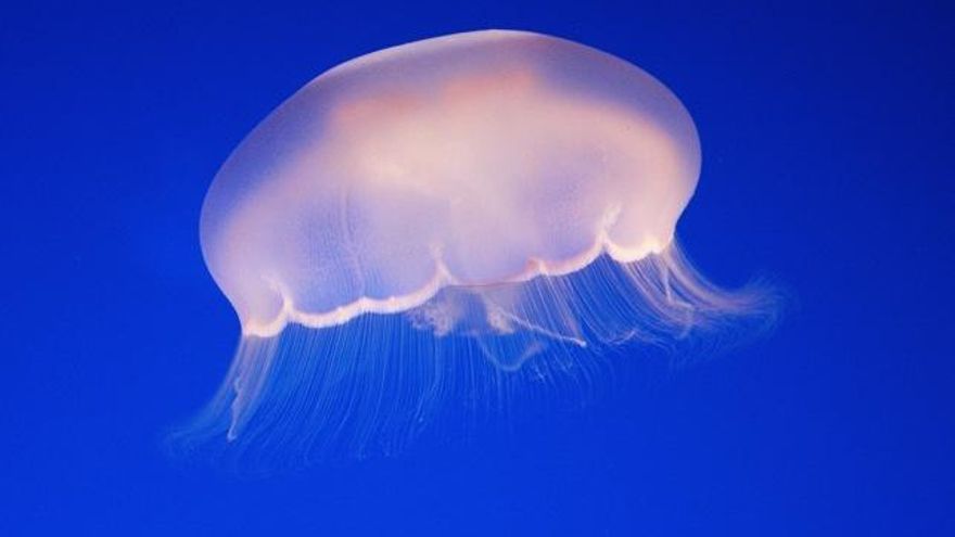 Los diez mitos en torno a la picadura de las medusas