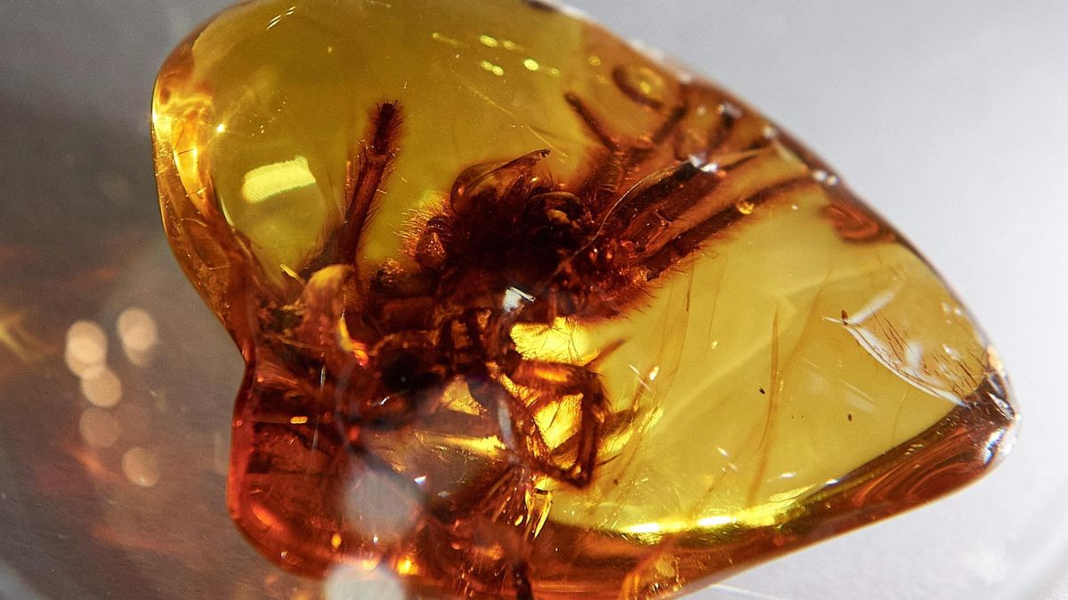 La ciencia desmonta ‘Jurassic Park’: un estudio con participación española acaba con una de sus premisas principales