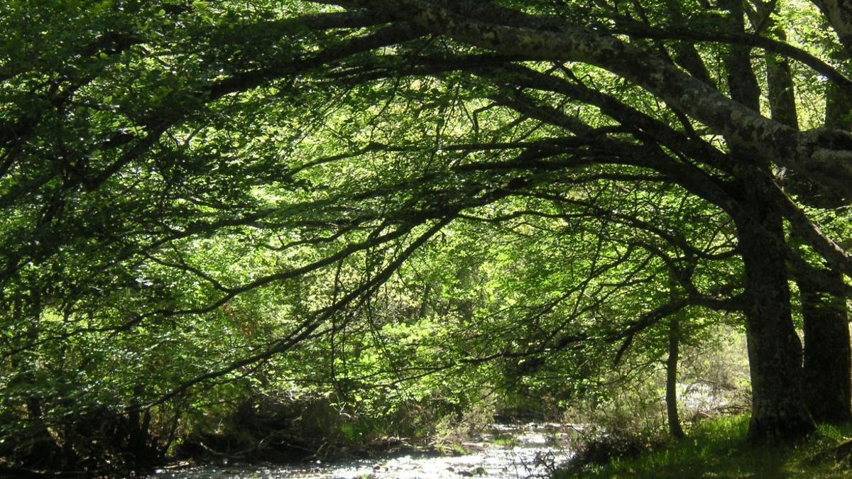 Hayedo de Montejo