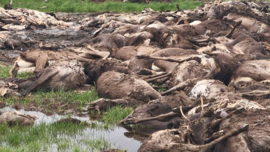 Qué hay detrás de la “masacre” de cientos de ciervos, gamos y venados en una finca pública de Ciudad Real