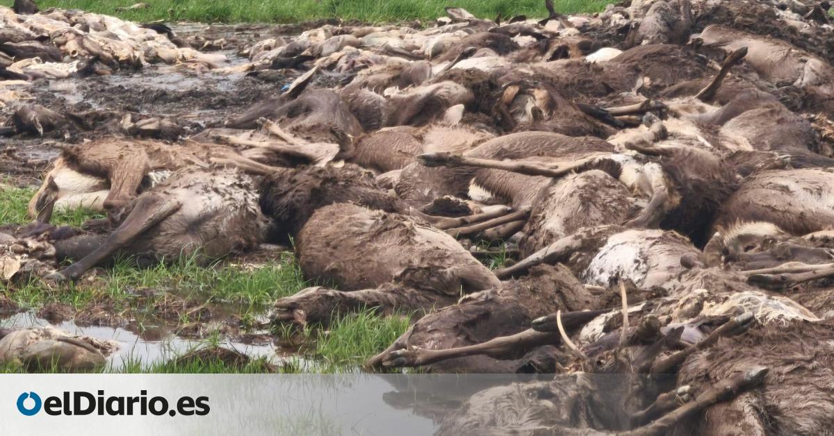 Qué hay detrás de la “masacre” de cientos de ciervos, gamos y venados en una finca pública de Ciudad Real