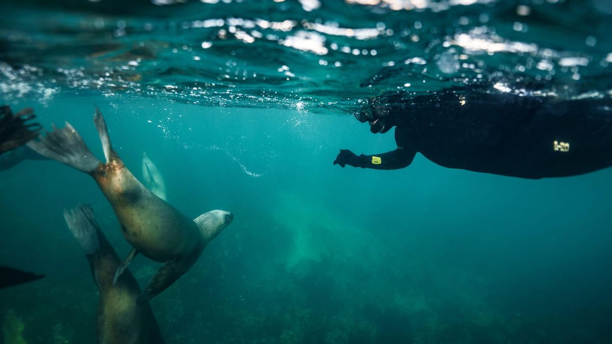 En el fondo del océano, algunas especies guardan historias aún no descritas por los científicos. Eso impulsó la investigación en Puerto Madryn. Foto: cortesía Secretaría de turismo de Puerto Madryn