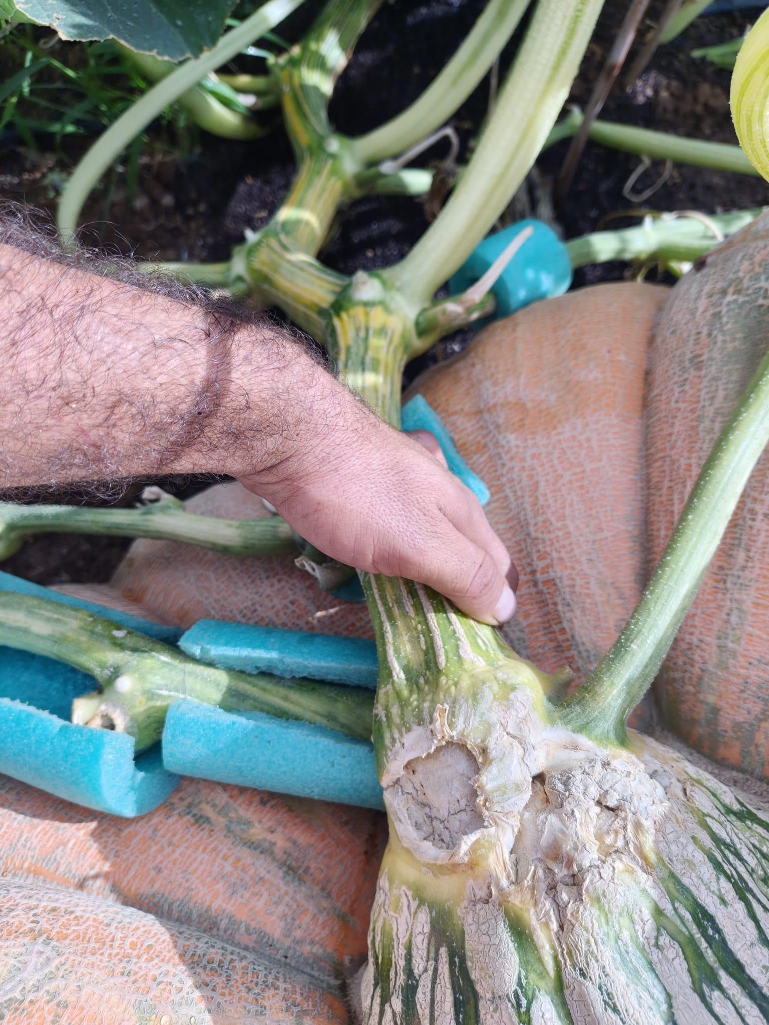 El péndulo de la calabaza Lula afectado por una grieta