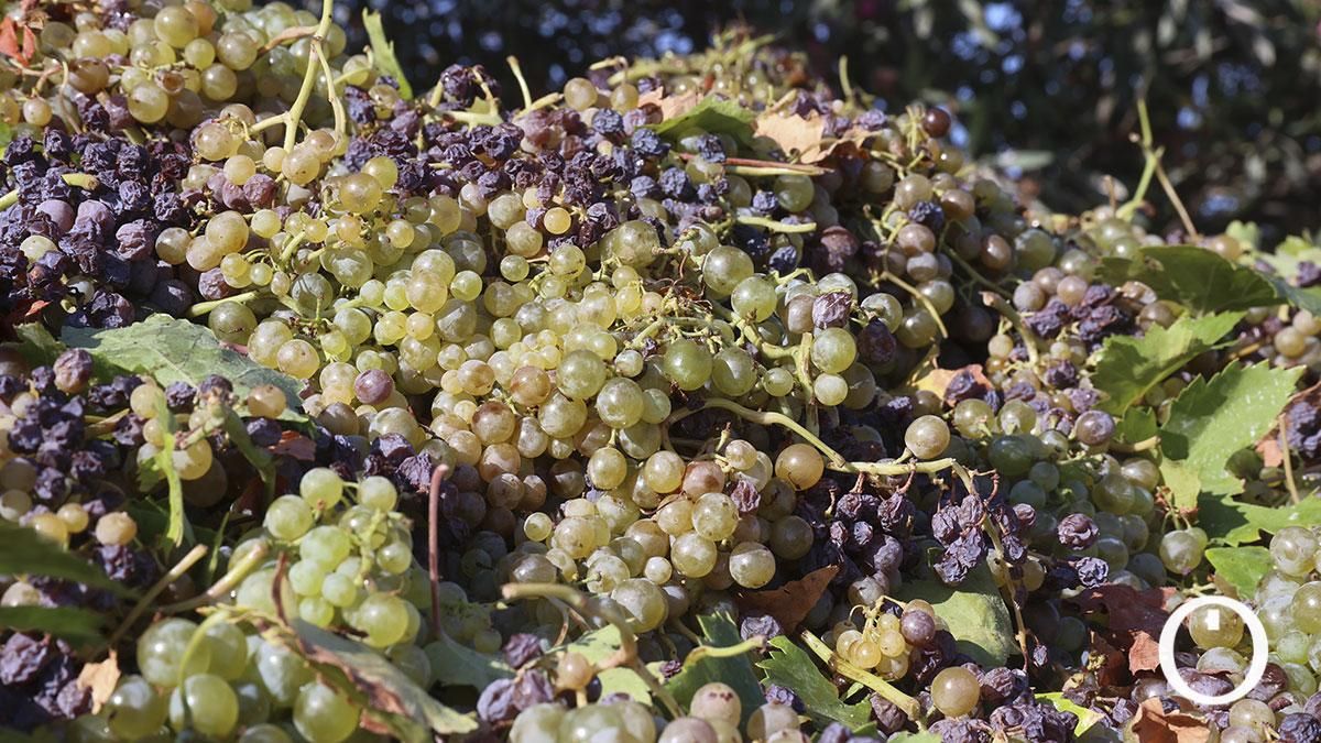 Uvas en un carro tras ser recolectadas