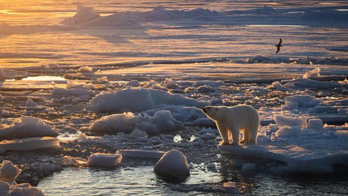 En la imagen, un oso polar de pie sobre el hielo marino