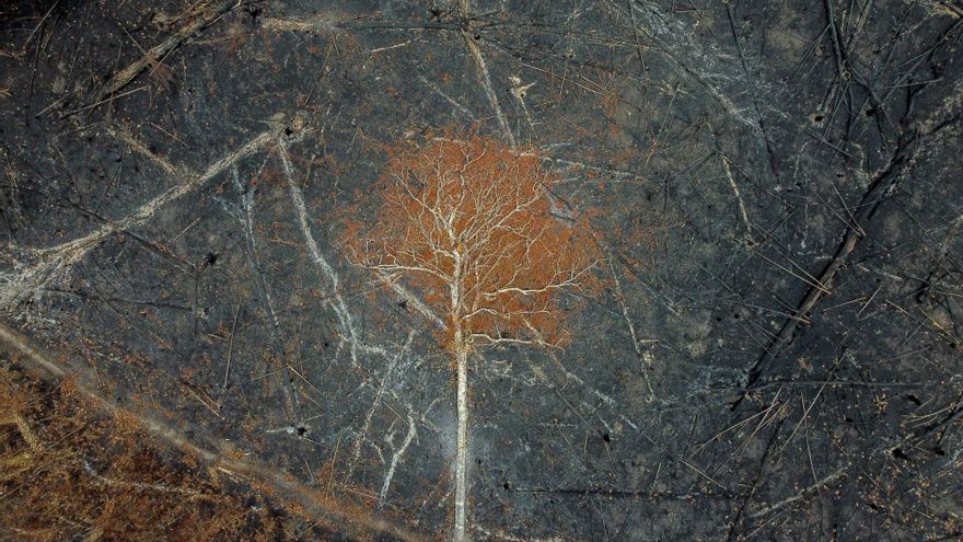 La deforestación empeora y emite más CO2 que los aviones y los barcos
