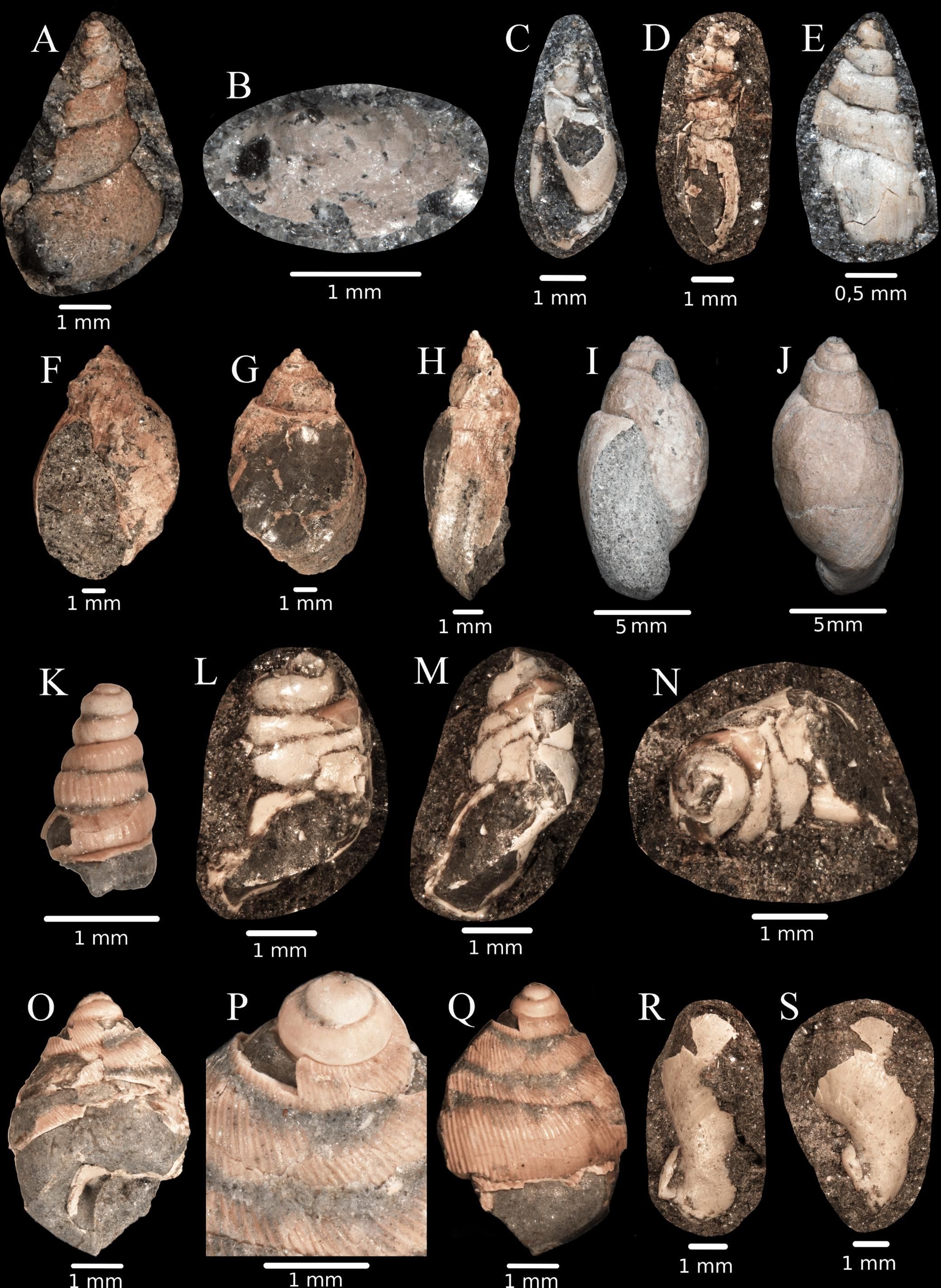 Conchas de gastrópodes terrestres e de água doce do sítio K2, Valioara (Formação Densus Ciula).