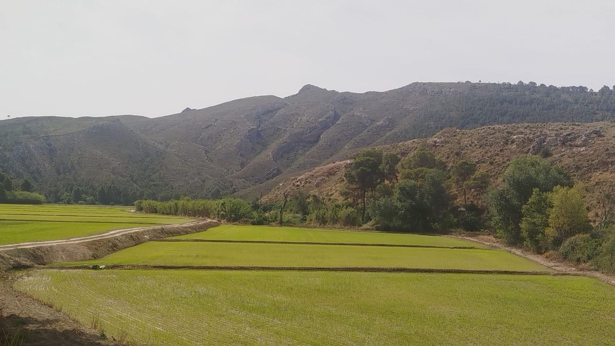 Cultivos de la finca visitada, propiedad de la familia de María Dolores Guirao