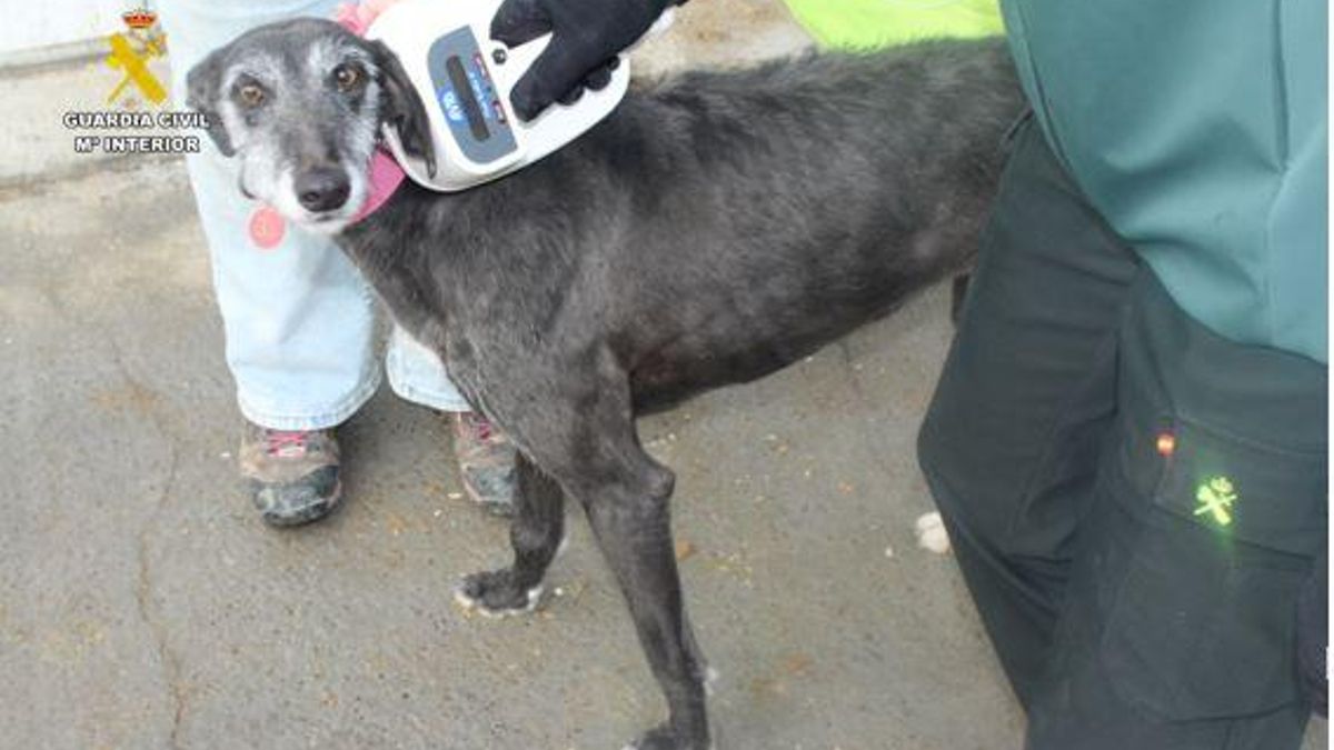 La Guardia Civil investiga a un hombre que simuló la muerte de su galga dos días antes de abandonarlo