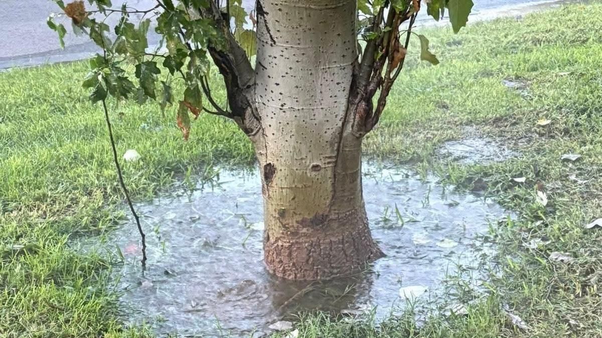 Vecinos denuncian que el riego automático en Carlos III ha estado activado más de 24 horas sin interrupción