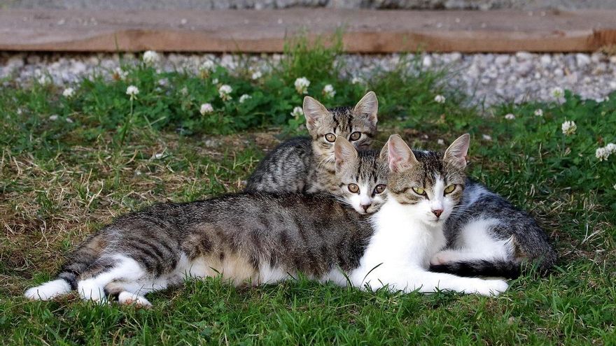 A 80 gatos que viven en el antiguo cementerio de esta localidad andaluza les toca mudarse