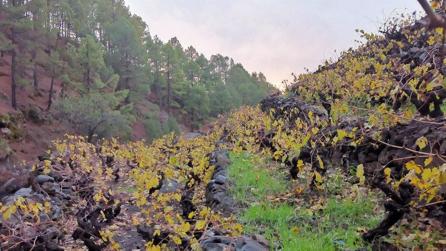 Viñedos en la comarca norte de La Palma de la bodega Tendal.