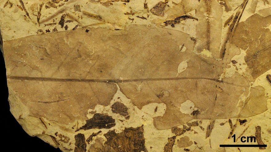 Fósiles turolenses, testigos de 'la guerra' librada entre insectos y plantas hace cien millones de años