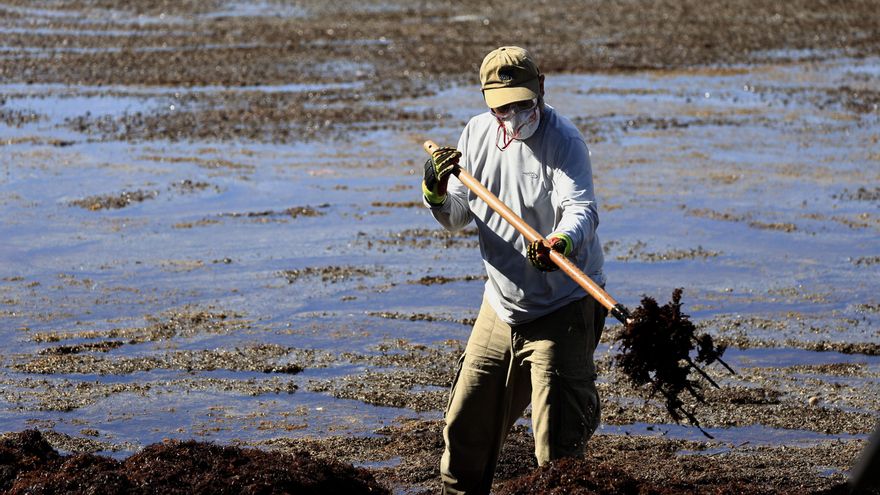 La limpieza del sargazo moviliza a voluntarios en Puerto Rico para salvar la vida marina