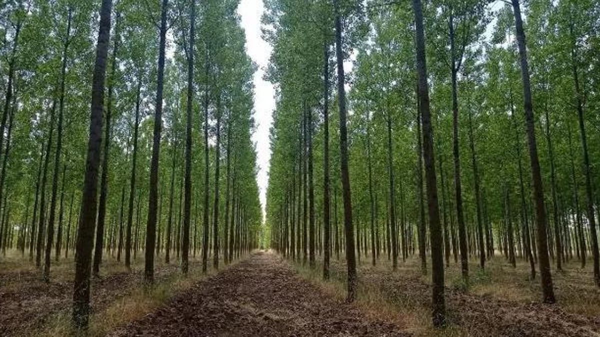 ¿Quieres plantar chopos? Hay nuevas ayudas para su aprovechamiento maderero en Castilla-La Mancha