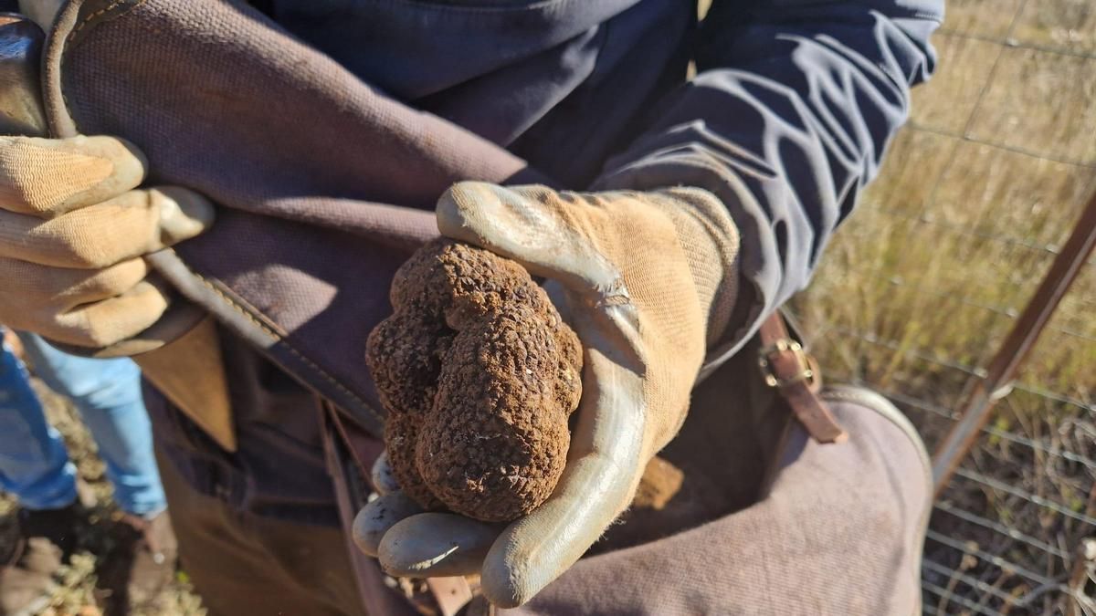 En busca del diamante negro: tras el rastro del pionero de la 'caza' de trufas silvestres en Álava