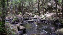 Masa forestal en Andalucía