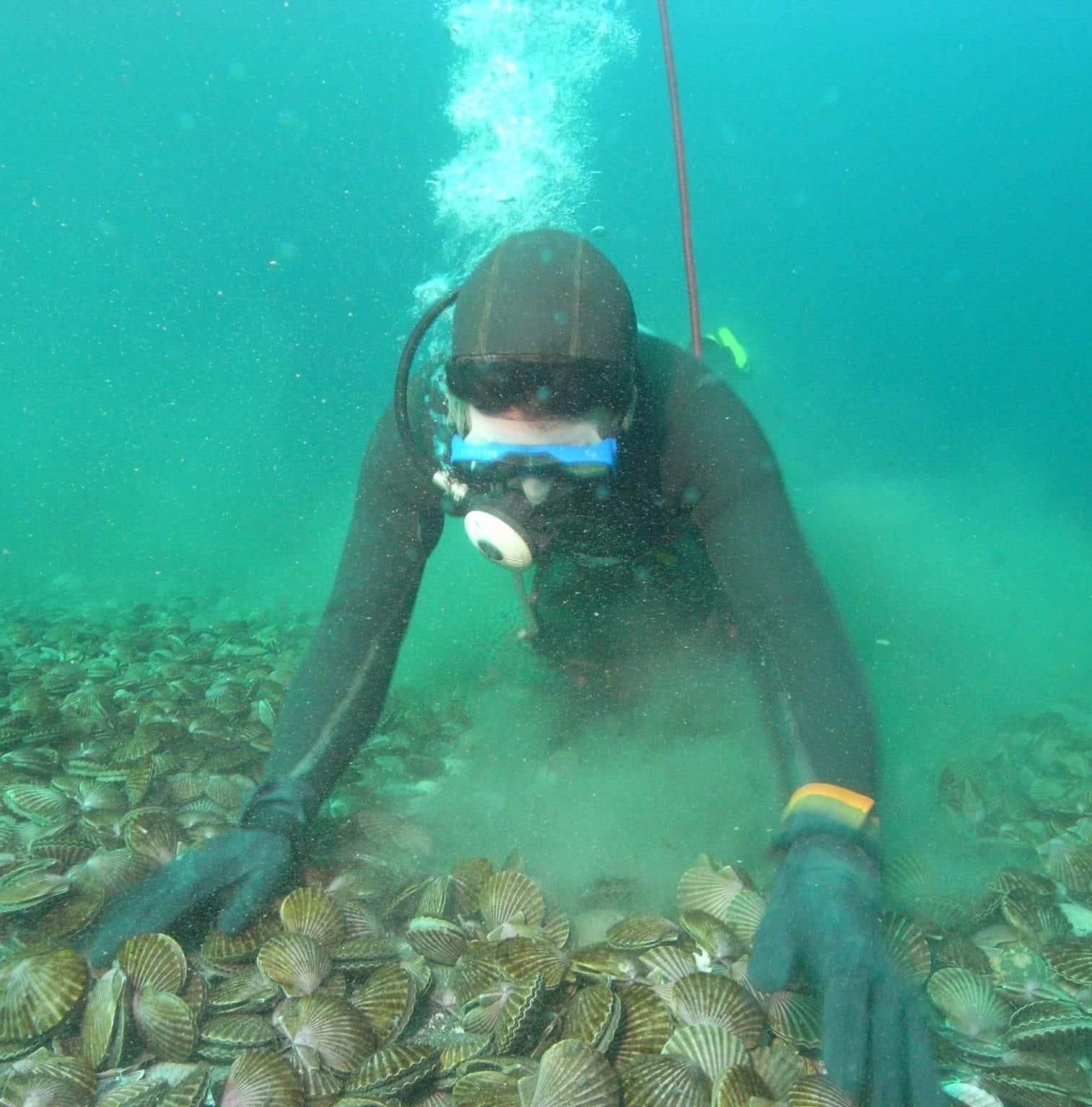 Pesca de ostiones o vieiras, en la provincia de Chubut. Foto: cortesía Secretaría de Pesca de Chubut