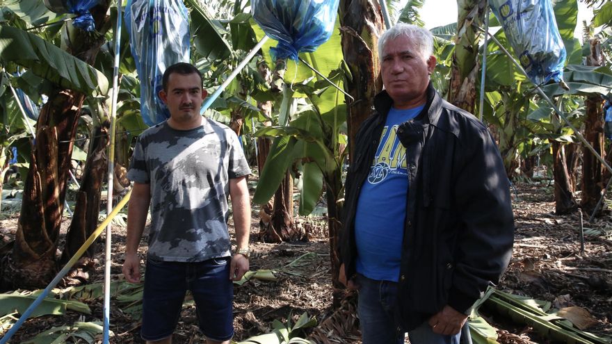 Los plataneros de La Palma, a la conquista de la nueva fajana