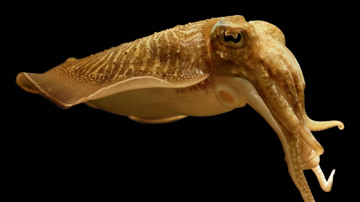 Los cefalópodos son los invertebrados más inteligentes