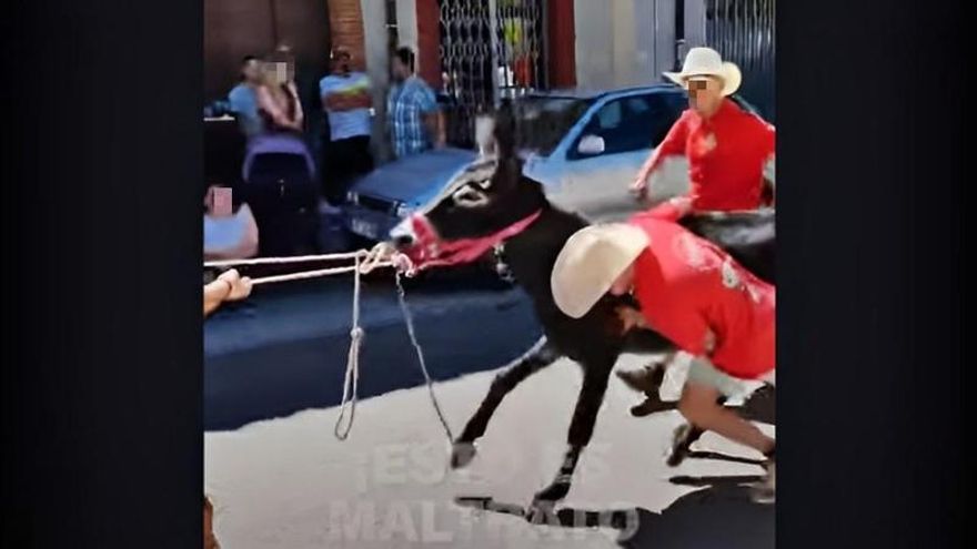 El partido Pacma denuncia el maltrato animal vivido en la carrera de burros de las fiestas de Boñar
