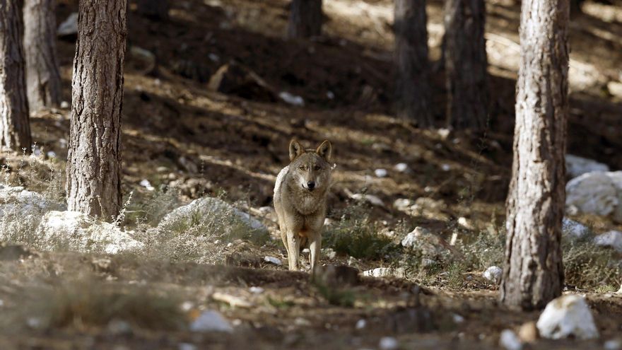 Castilla y León insiste en la caza del lobo pese a la sentencia del Constitucional
