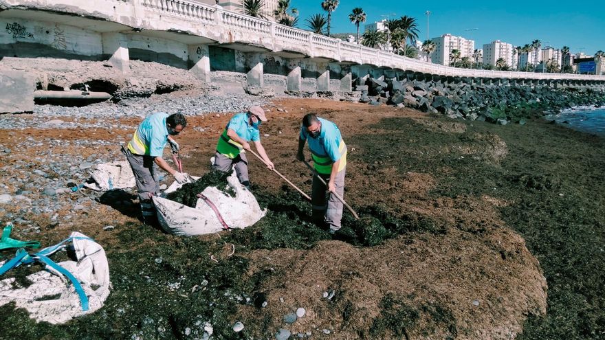 Operarios retiran gran cantidad de seba en la playa de San Cristóbal, en Las Palmas de Gran Canaria