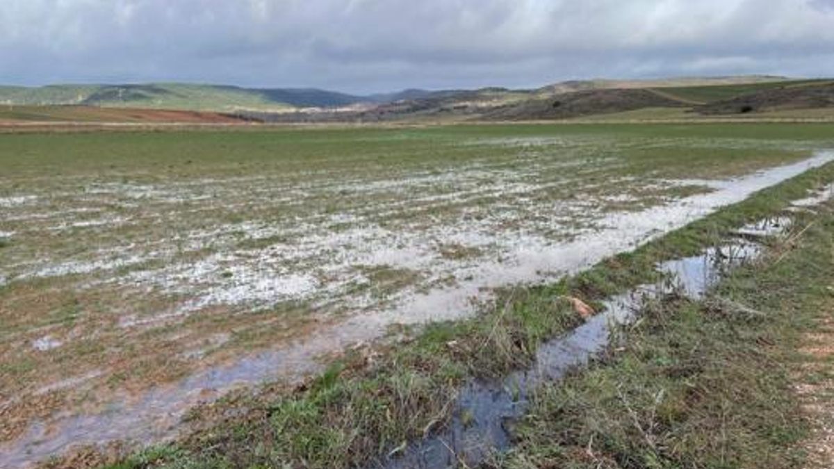 Piden medidas preventivas en las presas de Pálmaces de Jadraque y Alcorlo a la Confederación del Tajo