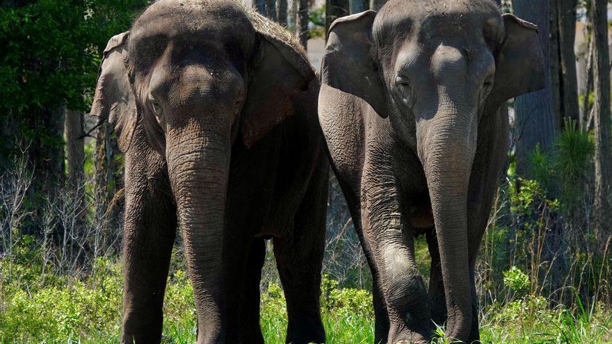 Doce elefantes "jubilados" de circos llegan a su nueva reserva en Florida