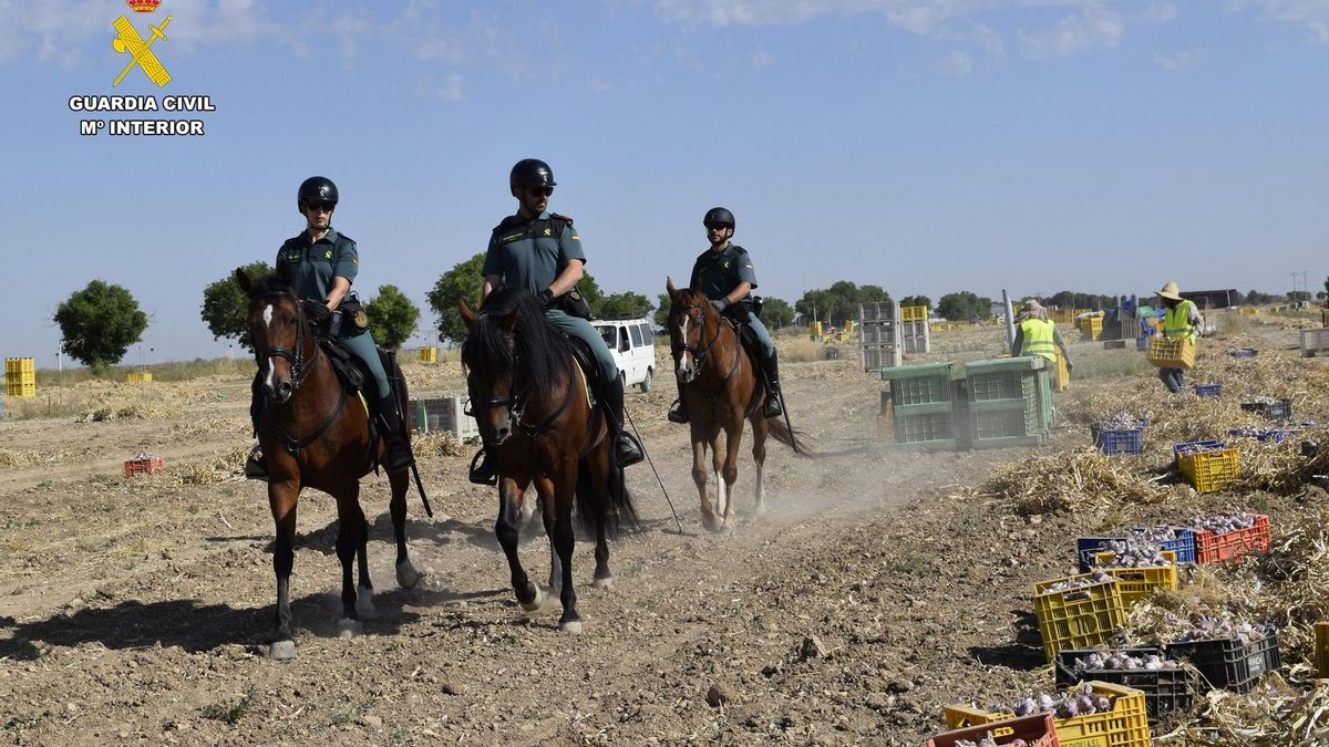 Vigilando la recogida