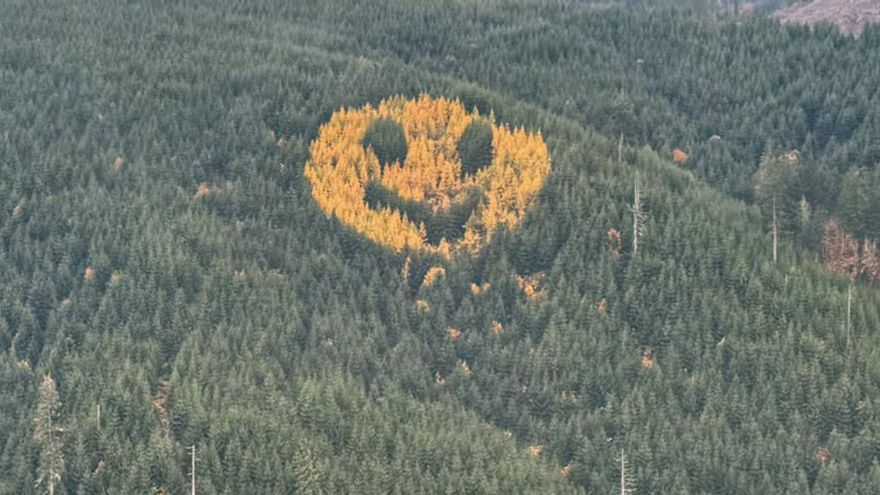 Smiling Forest: A 90-meter-tall face emerges from the pines every fall in Oregon