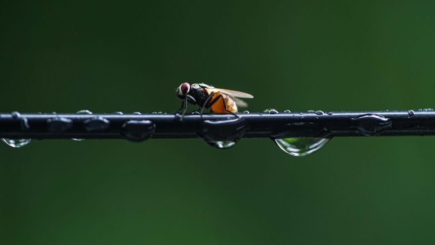Este insecto sorprende los científicos por su capacidad de supervivencia: puede vivir a más de 200 metros bajo el agua