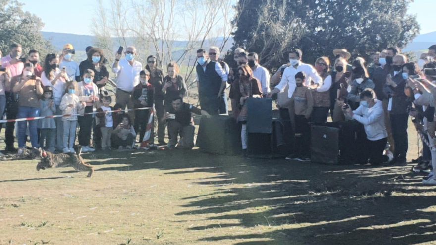 Castilla-La Mancha asienta la mayor población de linces ibéricos de su historia con 473 ejemplares