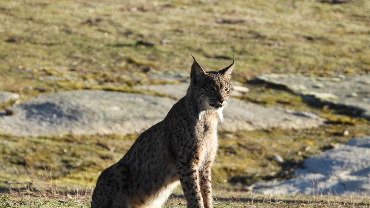 Lince ibérico