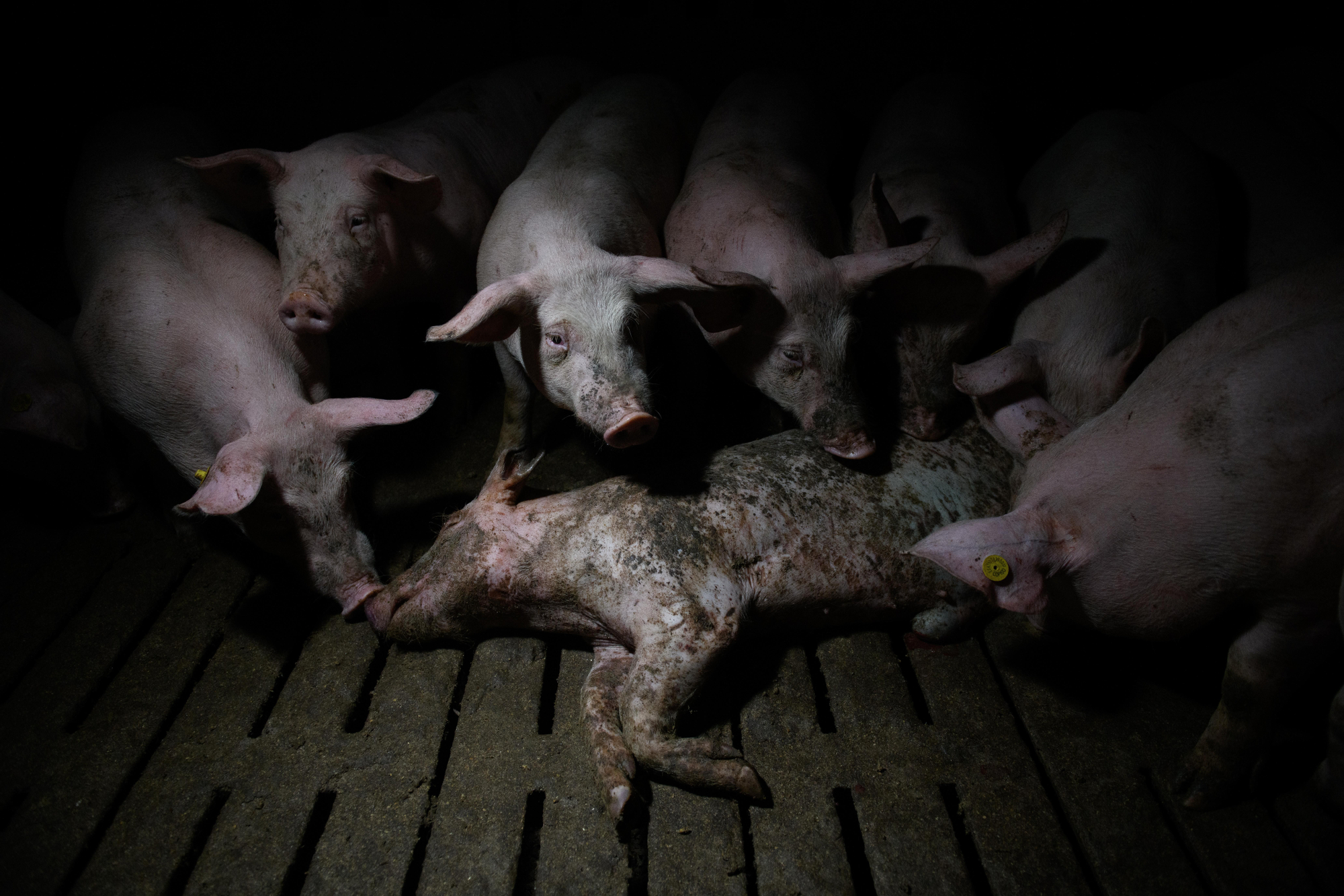 Un cerdo muerto entre otros vivos. Granja porcina Aragón 2025