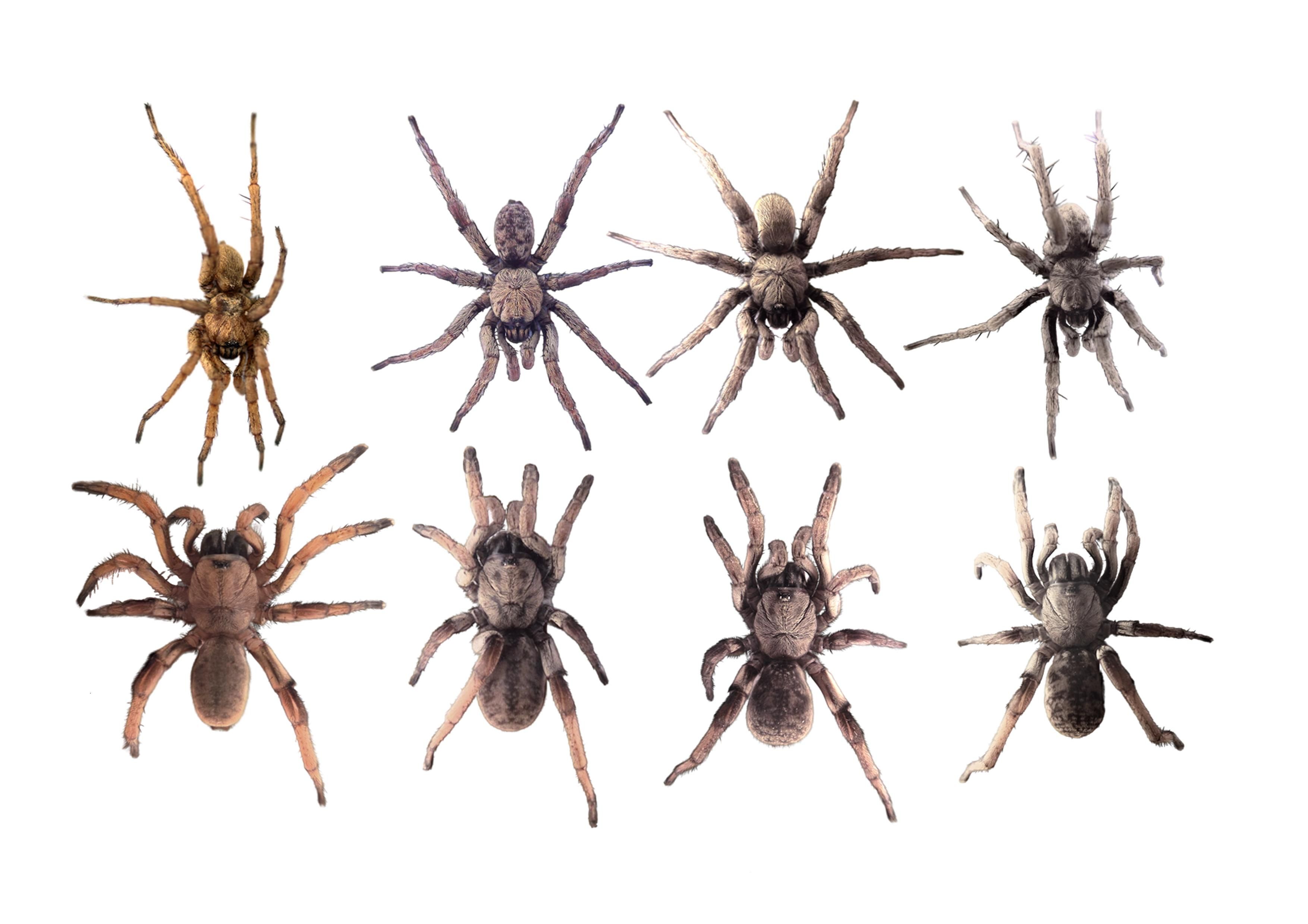 Machos (arriba) y hembras (abajo) de las cuatro nuevas especies descubiertas.