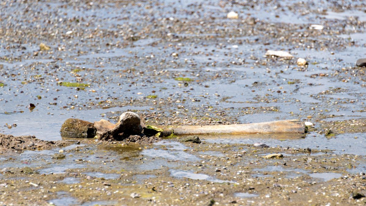 Fémur de mamut encontrado en el río Danubio