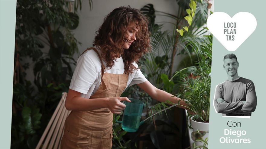 ¿Cómo saber si me estoy pasando o me estoy quedando corto al regar mis plantas?