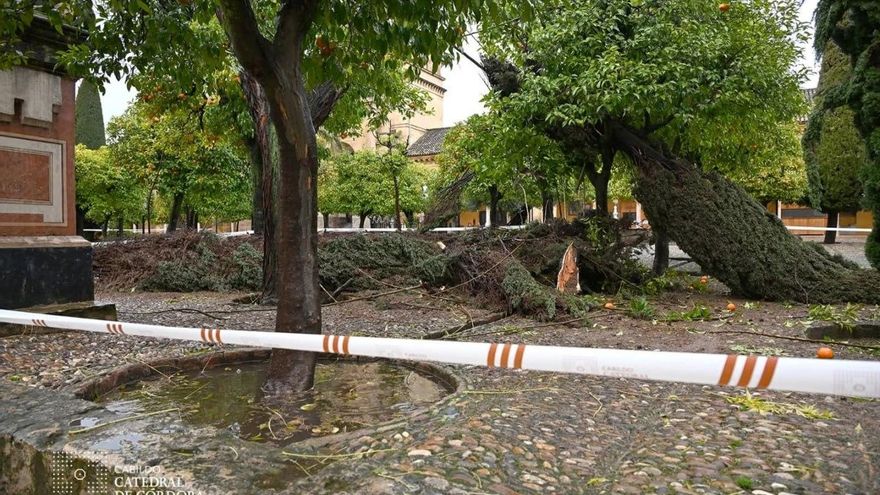 Árboles caídos en el Patio de los Naranjos de la Mezquita Catedral de Córdoba.