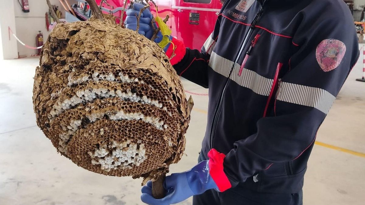 Imagen facilitada por los bomberos de la DPZ con el nido de avispa asiática localizado.