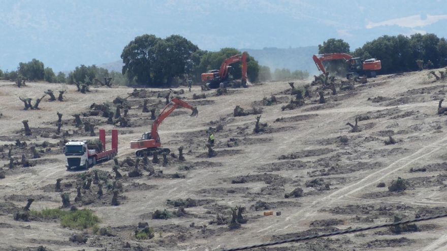 El pueblo malagueño al que arrancaron sus olivos para plantar placas solares