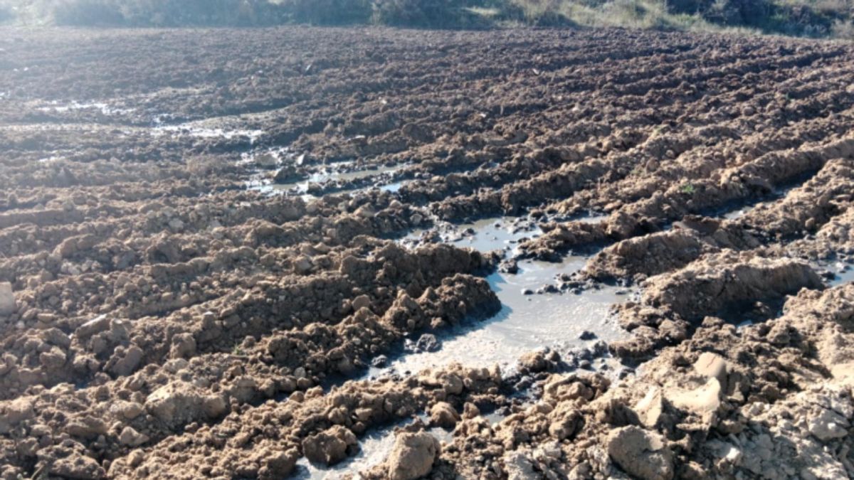 Vertido de purines en fincas de Carboneras de Guadazaón en noviembre de 2023