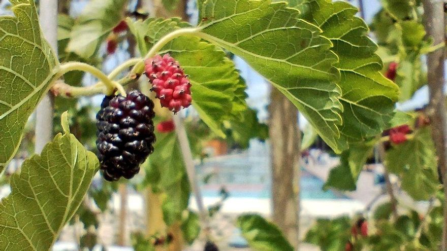 Una de las nuevas moreras del parque