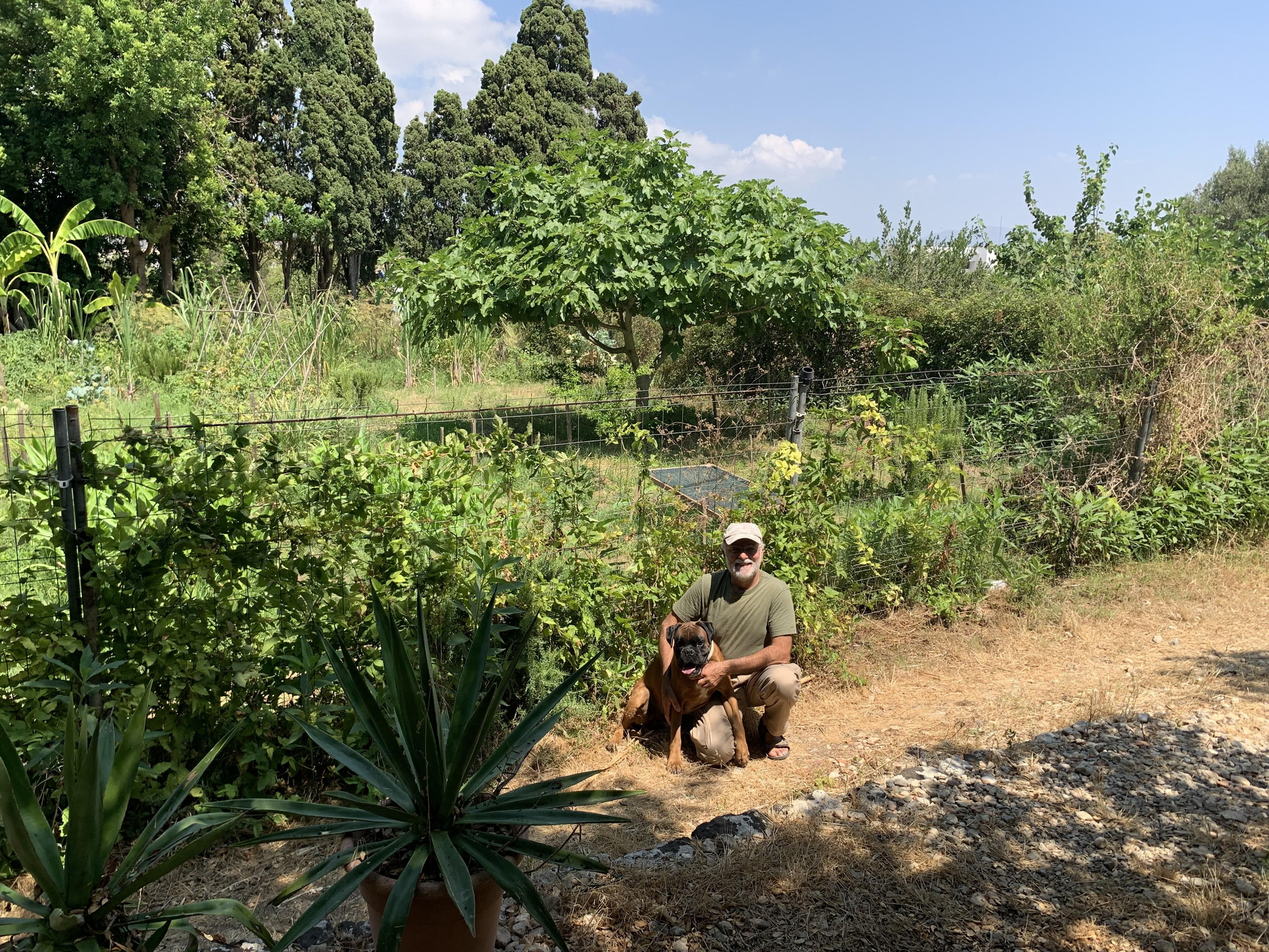 El huerto de Miquel Ramis. En diseño de bosque comestible en el que nada es casual, desde los cipreses que protegen de la tramuntana hasta la disposición de frambuesas, zarzamoras, agaves y aloe vera. Junto a él, Terra, su perra