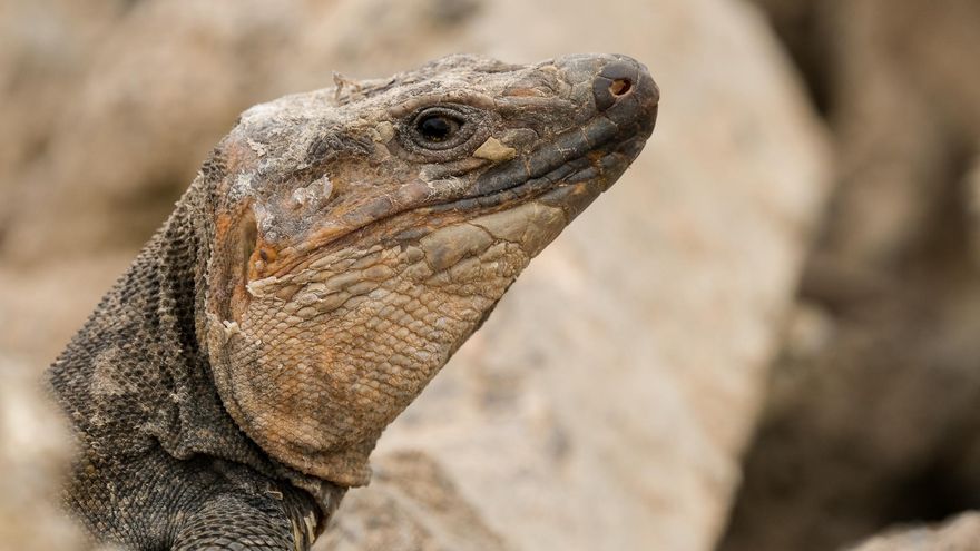 El lagarto endémico de Gran Canaria: un gigante abocado a la extinción