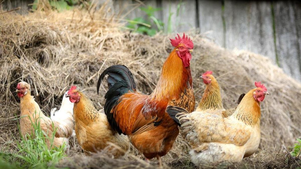 El poder antioxidante del alperujo puede ayudar a la conservación de razas autóctonas de gallina
