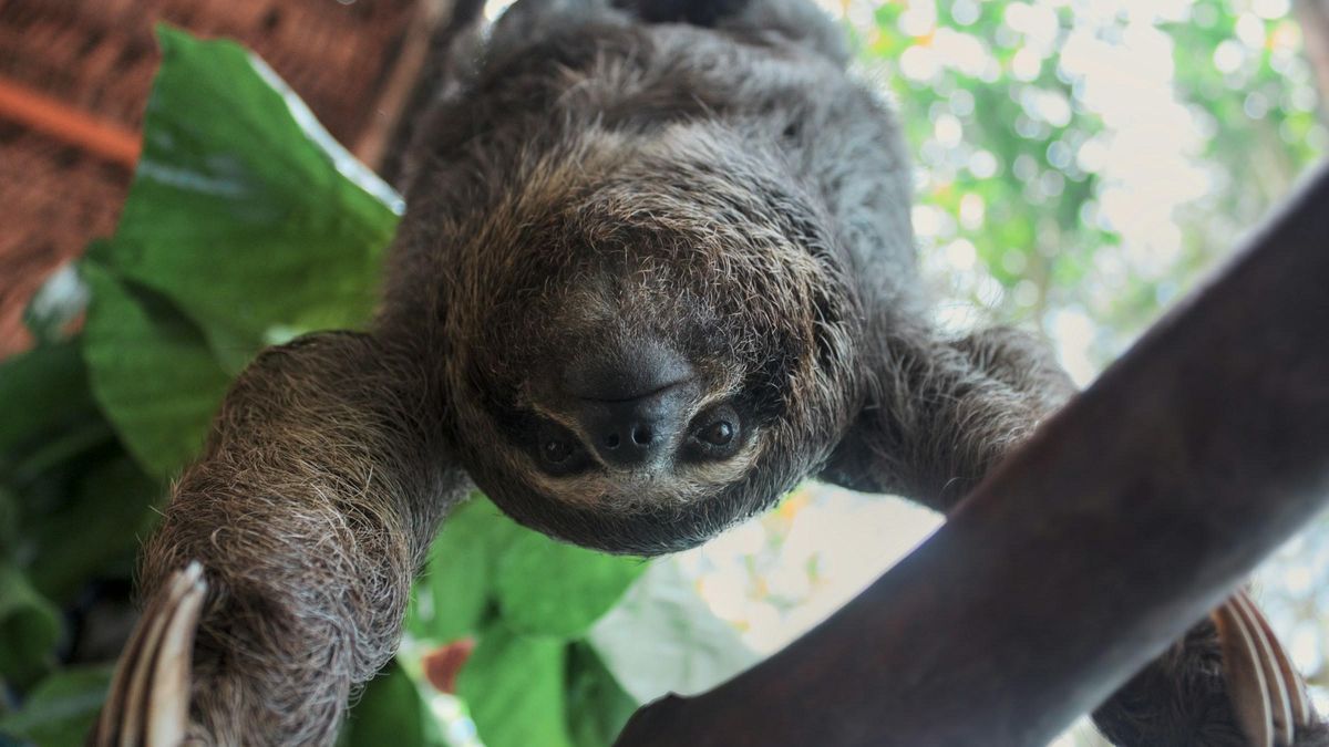 De color canela, duerme 20 horas al día y es considerado el mamífero más lento del mundo